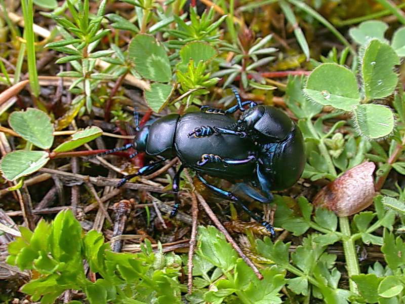 Timarcha tenebricosa parassitata da acari